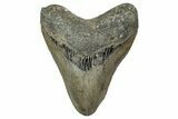 Serrated, Fossil Megalodon Tooth - North Carolina #349324-1
